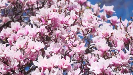üppige-Kirschblüten-In-Spitzen,-Die-Sich-An-Einem-Sonnigen-Tag-In-Der-Sanften-Brise-Wiegen