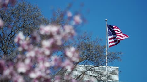 SloMo-US-flag-blows-in-wind-rack-of-focus-to-cherry-blossoms-in-bloom