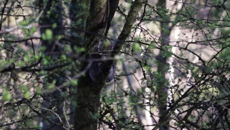 British-Squirrel-climbing-up-a-tree-above-a-river
