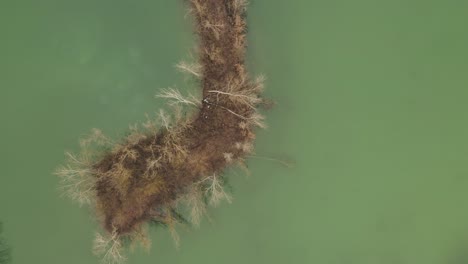Aerial-–-Cinematic-overhead-shot-running-into-trees-in-a-little-island-in-the-middle-of-the-lake