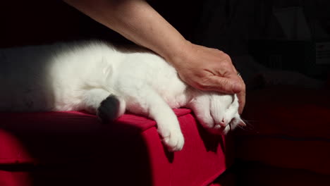 Woman-pets-cute-white-cat-laying-comfortably-on-a-red-couch-8