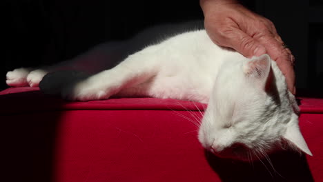 Woman-pets-cute-white-cat-laying-comfortably-on-a-red-couch-1