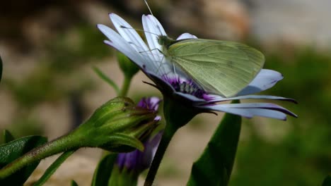 Seitenansicht-Eines-Schönen-Schmetterlings,-Der-Sich-Trotz-Des-Windes-An-Einer-Blume-Festhält