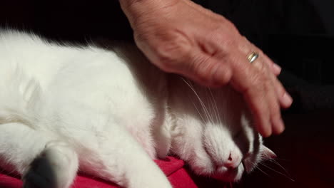 Frau-Haustiere-Süße-Weiße-Katze,-Die-Bequem-Auf-Einer-Roten-Couch-Liegt-6