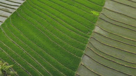 Geneigter-Blick-Von-Oben-Nach-Unten-Auf-Asiatische-Reisfelder