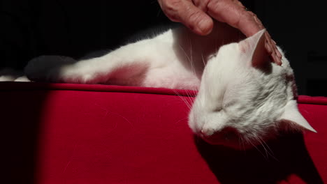 Woman-pets-cute-white-cat-laying-comfortably-on-a-red-couch