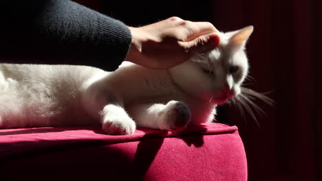 Cute-white-cat-laying-on-a-red-couch-attacks-the-hand-that-wanted-to-pet-him