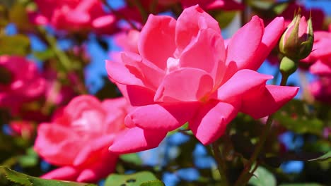 Red-or-pink-roses-in-the-garden
