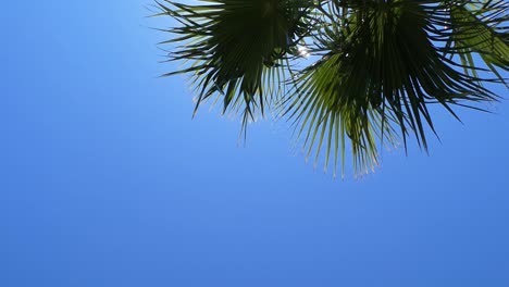 View-from-below-of-the-leaves-of-a-palm-tree-blocking-the-sun-in-a-summer-day
