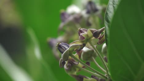 Close-up-of-Giant-Milkweed-plant-with-purple-blooms