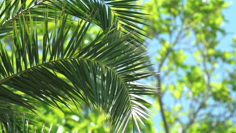 Zeitlupenaufnahme-Leuchtend-Grüne-Palmenblätter,-Die-Sich-Sanft-Im-Wind-Wiegen