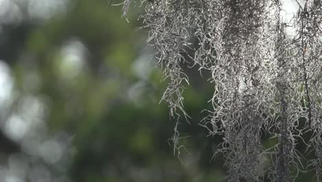 Spanish-Moss-drips-from-trees-with-lush-green-foliage-in-background