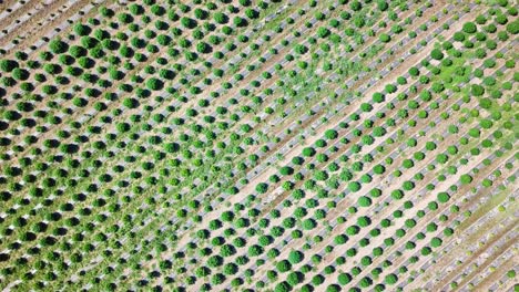 Industrial-Hemp-growing-in-various-stages-in-rows-from-aerial-view-of-drone-1080p