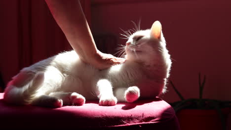 Frau-Haustiere-Süße-Weiße-Katze,-Die-Bequem-Auf-Einer-Roten-Couch-Liegt-3