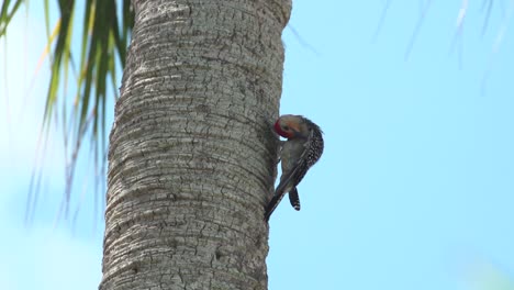 Slow-Motion-shot-of-Red-bellied-woodpecker-prunes-wing-while-on-the-side-of-a-palm-tree