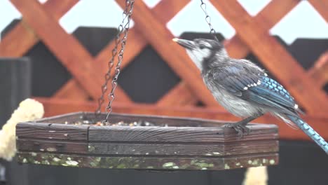 Wet-Blue-Jay-on-swinging-bird-feeder-eating-in-slow-motion