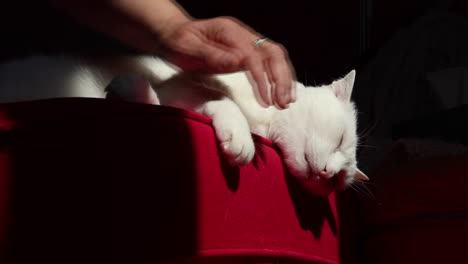 Frau-Haustiere-Süße-Weiße-Katze,-Die-Bequem-Auf-Einer-Roten-Couch-Liegt-5