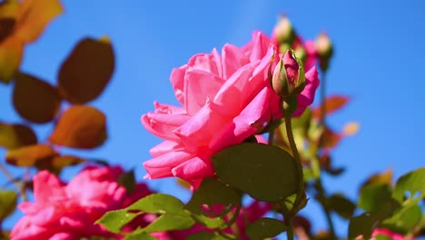 Red-or-Pink-flower-sitting-in-a-garden