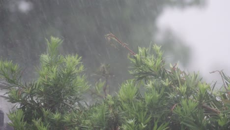 Harter-Regen-Fällt-Auf-Podocarpus-Büsche