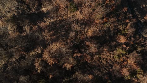 Aerial-–-Rotierender-Filmischer-Zenit-Shoot-In-Den-Wald-Des-Apennins