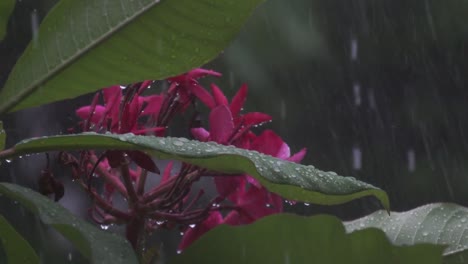 Regen-Fällt-Auf-Rosa-Blühende-Plumeria