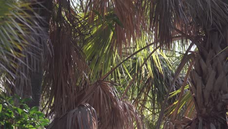 Statische-Aufnahme-Des-Dichten-Florida-Dschungels