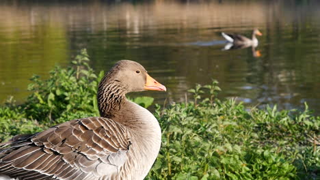 Slow-mo-close-up-of-goose-in-lake-with-geese-in-background