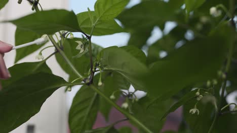 Ein-Weibchen,-Das-Einen-Wattestäbchen-Verwendet,-Um-Eine-Blume-Auf-Einer-Carolina-Reaper-Chili-Pflanze-Zu-Bestäuben-1