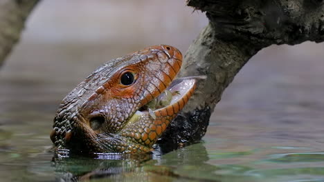 Caiman-Lizard-feeding-on-snail-close-up