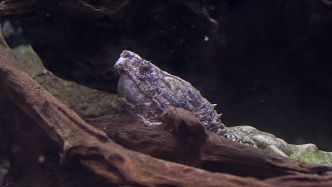 Alligator-Schnappschildkröte,-Die-Noch-Unter-Wasser-Bleibt