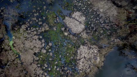 Aerial-drone-footage-of-small-marshland-on-sunny-spring-evening-day