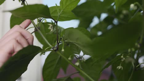 A-woman-using-her-hand-to-pollinate-a-flower-on-a-carolina-reaper-chili-plant