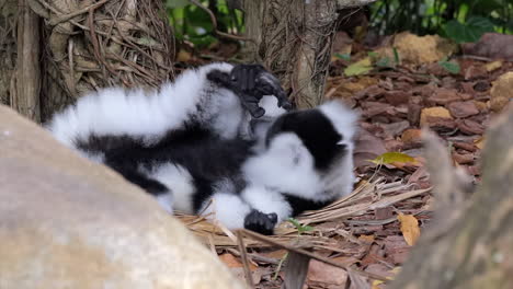 Black-and-white-lemur-licking-its-feet