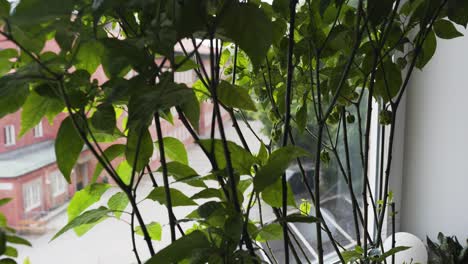 Tilting-footage-of-fully-automated-hydroponic-growing-of-Carolina-Reaper