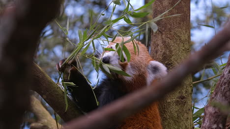 Sehr-Süßer-Roter-Panda-Beim-Essen