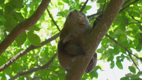 Ein-Affe-Kratzt-Sich-Am-Baum,-Thailand