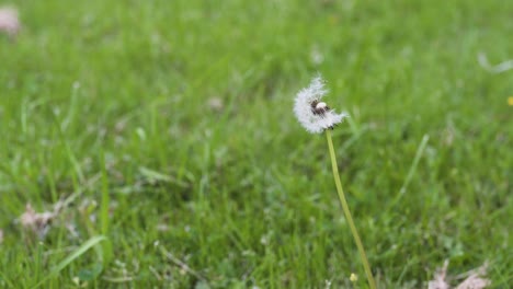 Footage-of-a-dandelion-standing-alone-in-some-beautiful-green-grass-1
