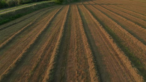 4K-Aerial-:-Fast-Revealing-shot-of-a-field-of-alfalfa-in-sunset
