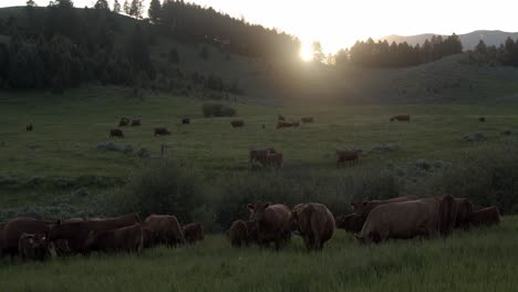 Gruppe-Brauner-Kühe,-Die-Während-Des-Sonnenuntergangs-An-Einem-Sommertag-Grasen