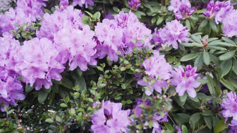 Footage-of-some-beautiful-Rhododendron-with-beautiful-colors-amd-wonderful-smell-of-nature