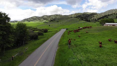 Increíble-Disparo-De-Dron-Siguiendo-Un-Coche-Conduciendo-Por-Vacas,-Pastos-Verdes-Y-Montañas-Nevadas-En-La-Distancia