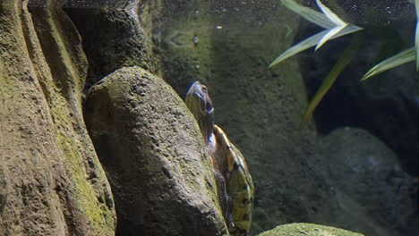Wie-Sich-Eine-Schildkröte-Unter-Wasser-Verhält