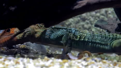 A-look-at-the-caiman-lizard-under-water
