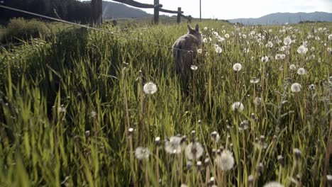 Baby-Gray-wolf-going-for-a-walk-in-a-field-of-dandelions