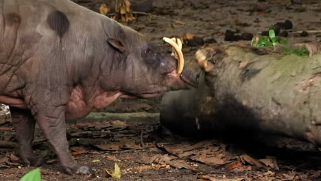 Babirusa-trying-to-move-a-tree-trunk