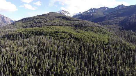 High-flying-drone-shot-over-pine-tree-forests-and-snowy-mountain-peaks