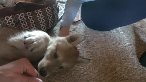 Playing-with-an-adorable-baby-Timber-Wolf