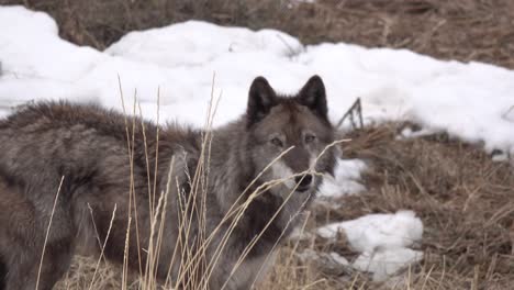 Closeup-on-a-Timber-Wolf-investigating-behind-a-few-blades-of-dead-grass-during-winter