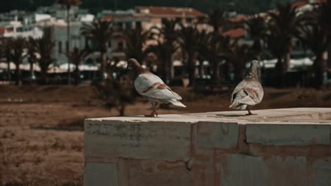 Tauben,-Die-In-Zeitlupe-Auf-Einer-Mauer-Laufen