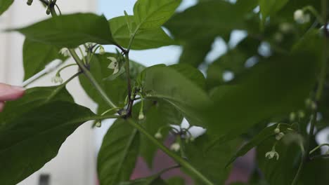 Ein-Weibchen,-Das-Einen-Wattestäbchen-Verwendet,-Um-Eine-Blume-Auf-Einer-Carolina-Reaper-Chili-Pflanze-Zu-Bestäuben